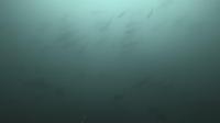 2025.4/28神子元3DIVE[2]