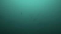2025.4/30神子元3DIVE[2]