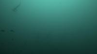 2025.4/30神子元3DIVE[4]