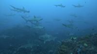 2025.4/25　神子元3DIVE　サメフィーバー[4]