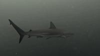 2025.5/6　神子元島2ダイブ　雨のGW最終日[2]