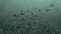 2025.5/6　神子元島2ダイブ　雨のGW最終日[4]