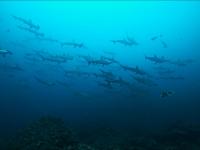 2025.5/29　神子元島３D　ワールドクラス★東洋のガラパゴス[7]