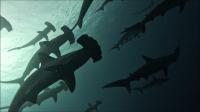 2025.6/10  神子元島３ダイブ　白さが取れ東洋のガラパゴスの前触れ！[5]