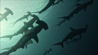 2025.6/10  神子元島３ダイブ　白さが取れ東洋のガラパゴスの前触れ！[6]