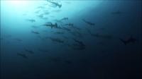 2025.6/10  神子元島３ダイブ　白さが取れ東洋のガラパゴスの前触れ！[7]