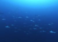 2025.6/13　神子元島３ダイブ　東洋のガラパゴスへカウントダウン[3]