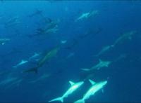 2025.6/13　神子元島３ダイブ　東洋のガラパゴスへカウントダウン[5]