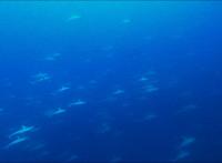 2025.6/13　神子元島３ダイブ　東洋のガラパゴスへカウントダウン[8]