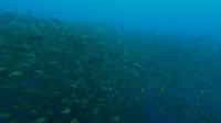 2025.6/23　神子元島３ダイブ　黒潮効果で東洋のガラパゴス継続中[8]
