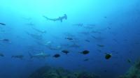 2025.6/27　神子元島　魚影濃い新月大潮の周期です[3]