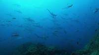 2025.6/27　神子元島　魚影濃い新月大潮の周期です[4]