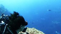 2025.6/27　神子元島　魚影濃い新月大潮の周期です[6]