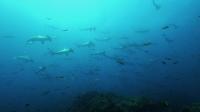 2025.6/27　神子元島　魚影濃い新月大潮の周期です[2]
