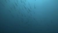 2025.6/5神子元3DIVE[3]