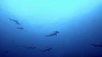 2025.6/1神子元3DIVE[3]