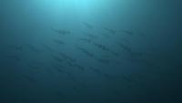 2025.6/5神子元3DIVE[4]