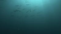 2025.6/18　神子元島　早朝ダイビングからの3DIVE[1]