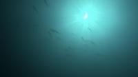 2025.6/18　神子元島　早朝ダイビングからの3DIVE[2]