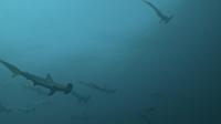 2025.6/18　神子元島　早朝ダイビングからの3DIVE[3]