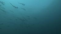 2025.6/18　神子元島　早朝ダイビングからの3DIVE[4]