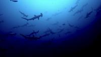 2025.6.19神子元3DIVE[2]