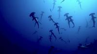 2025.6.19神子元3DIVE[3]