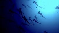 2025.6.19神子元3DIVE[4]