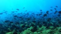 2025.8/6　神子元島２ダイブ　伊豆のレベルを超えた水中景観[1]