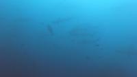 2025.8/8　神子元島３ダイブ　サメだけに留まらずニザダイ特大の群れ[3]