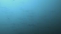 2025.8/29　神子元島３航海　黒潮頑張れ[2]
