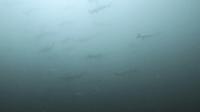 2025.8/29　神子元島３航海　黒潮頑張れ[3]