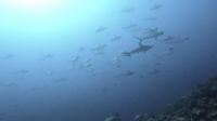 2025.9/26　満船３航海　秋晴れ×大群れハンマー×タカベタワー[4]