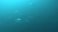 2025.10/2　久しぶりの凪で秋晴れ[5]