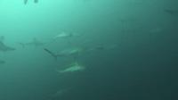 2025.10/2　久しぶりの凪で秋晴れ[7]