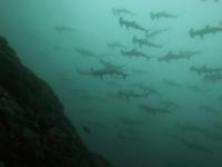 2025.10/28　久しぶりの神子元島へ出航　明日から二日間はまた欠航です[1]