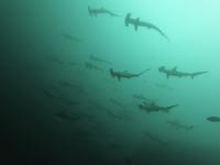 2025.10/28　久しぶりの神子元島へ出航　明日から二日間はまた欠航です[2]