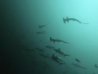 2025.10/28　久しぶりの神子元島へ出航　明日から二日間はまた欠航です[3]