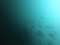 2025.10/28　久しぶりの神子元島へ出航　明日から二日間はまた欠航です[4]