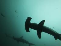 2025.10/28　久しぶりの神子元島へ出航　明日から二日間はまた欠航です[5]