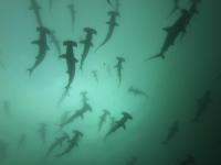 2025.10/28　久しぶりの神子元島へ出航　明日から二日間はまた欠航です[6]