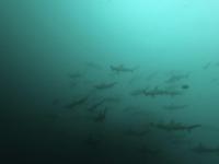 2025.10/28　久しぶりの神子元島へ出航　明日から二日間はまた欠航です[7]