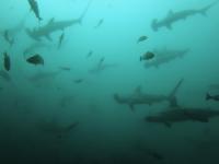 2025.10/28　久しぶりの神子元島へ出航　明日から二日間はまた欠航です[8]