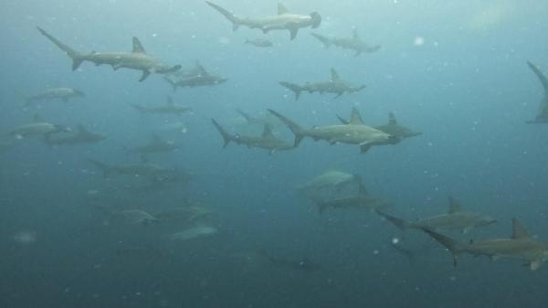 2025.11/9　神子元島へ３航海　昨日よりダウンした水色ですが好調です