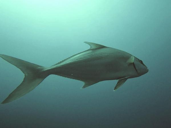 2025.11/12　神子元島２ダイブ　北東風で気温上がらず