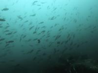 2025.11/12　神子元島２ダイブ　北東風で気温上がらず[2]