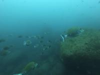 2025.11/12　神子元島２ダイブ　北東風で気温上がらず[3]