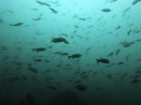 2025.11/12　神子元島２ダイブ　北東風で気温上がらず[4]