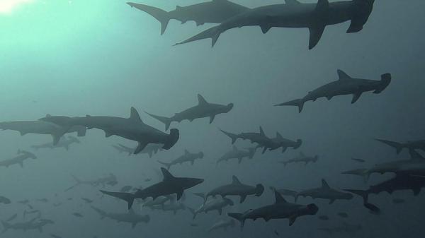 2025.11/15　神子元島３ダイブ　秋終盤のハンマー群れ