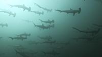 2025.11/15　神子元島３ダイブ　秋終盤のハンマー群れ[5]